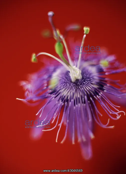 : Passion flower : Passion flower