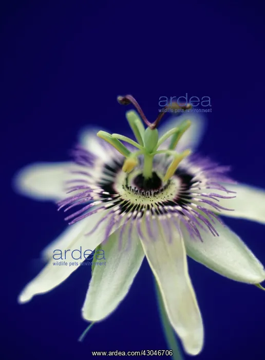 : Passion flower : Passion flower