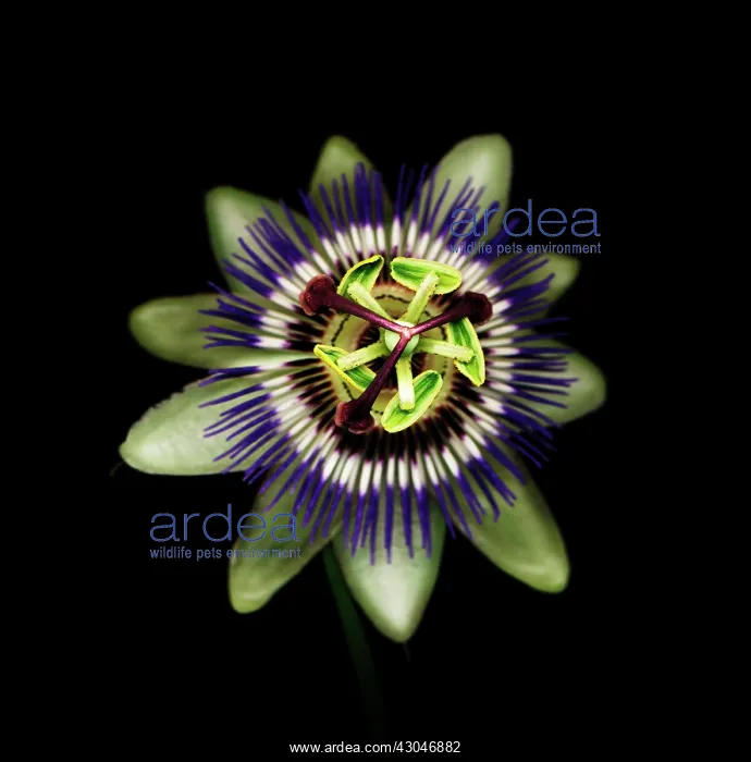 : Passion flower : Passion flower