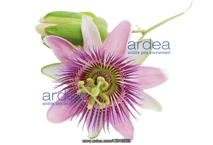 : Passion flower : Passion flower