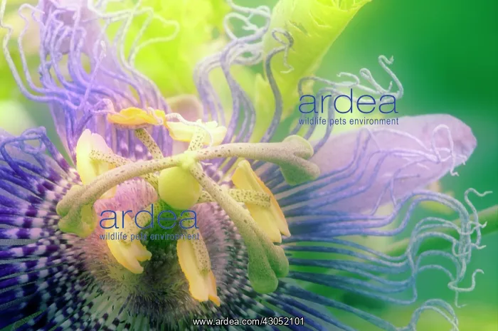  : Passion flower