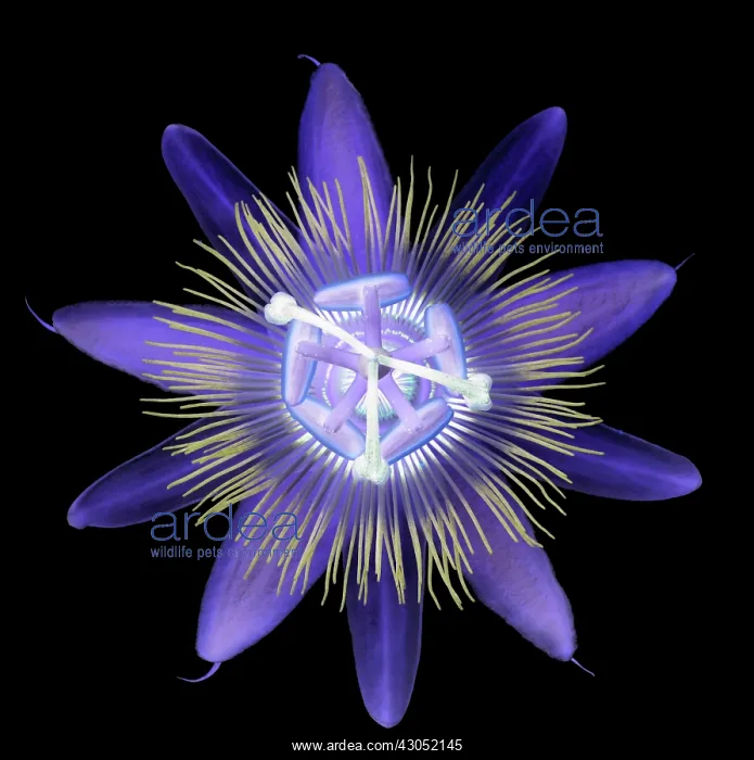 : Passion flower : Passion flower