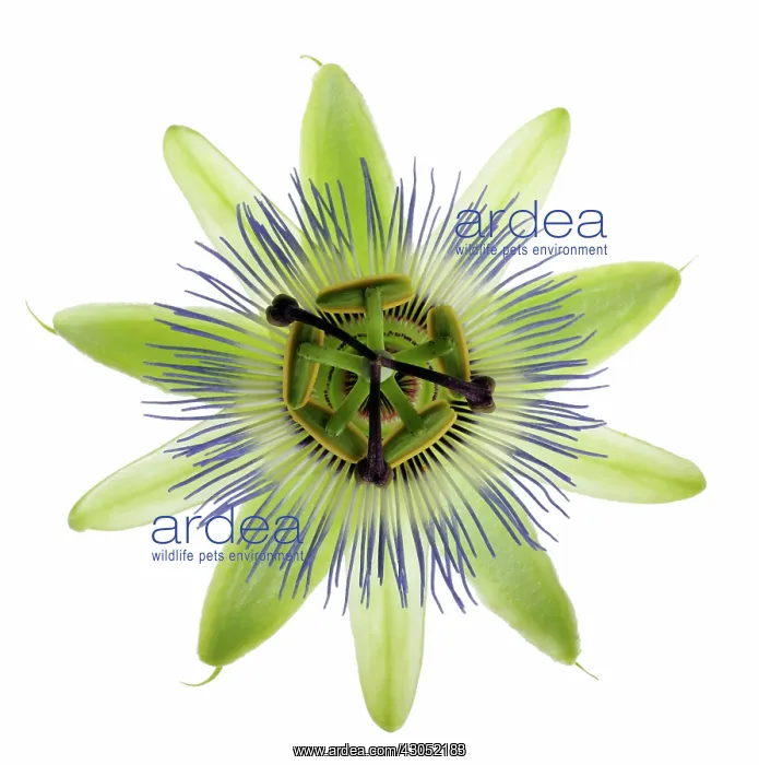 : Passion flower : Passion flower