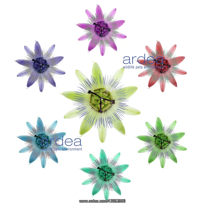 : Passion flower : Passion flower