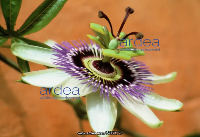 : Passion flower : Passion flower