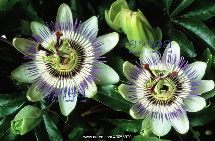 : Passion flower : Passion flower