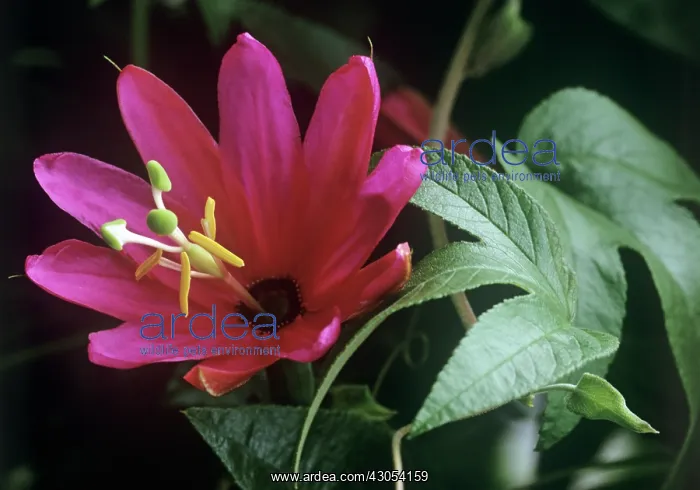 : Passion flower : Passion flower