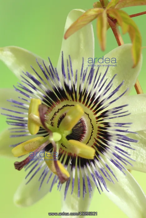  : Passion flower