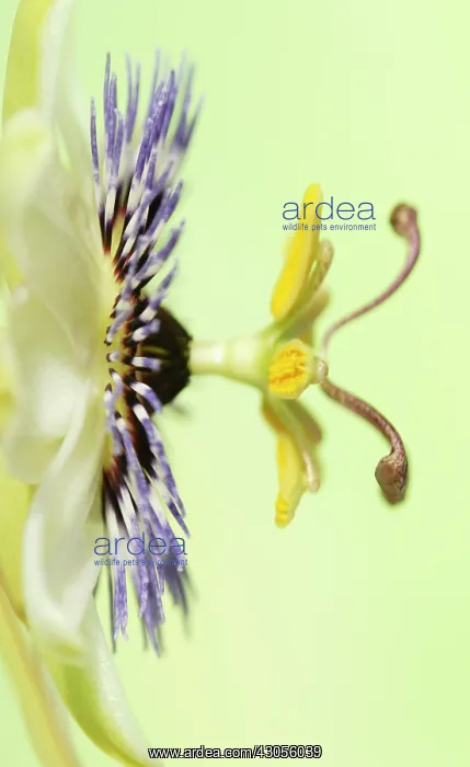 : Passion flower : Passion flower