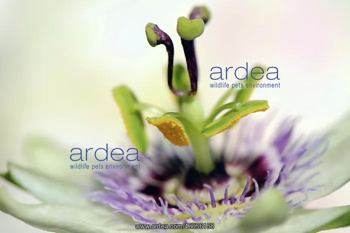: Passion flower : Passion flower