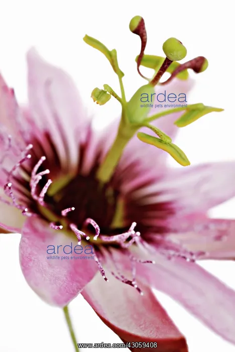 : Passion flower : Passion flower
