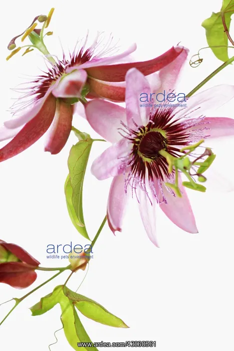 : Passion flower : Passion flower