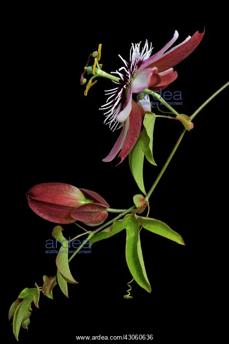 : Passion flower : Passion flower