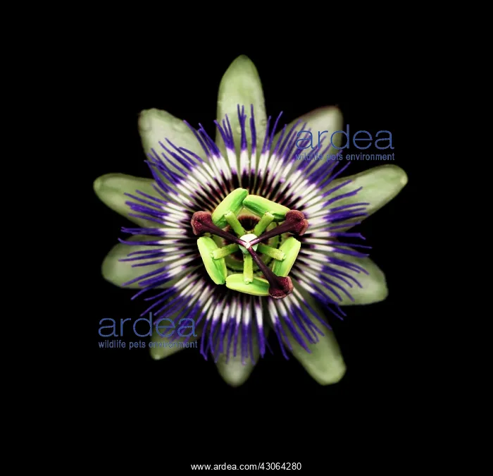  : Passion flower