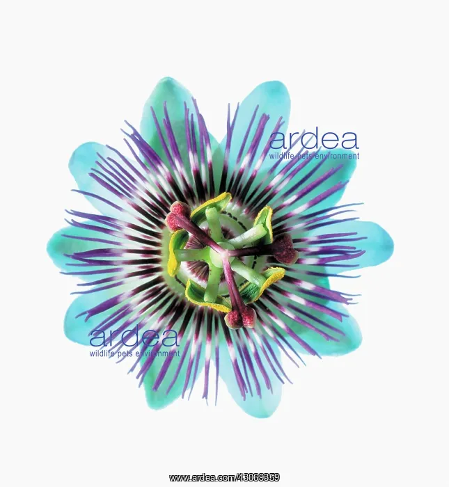 : Passion flower : Passion flower