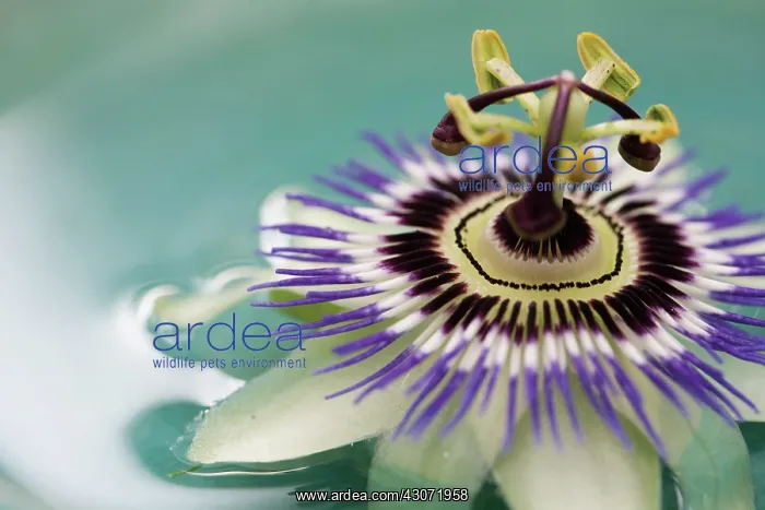 : Passion flower : Passion flower