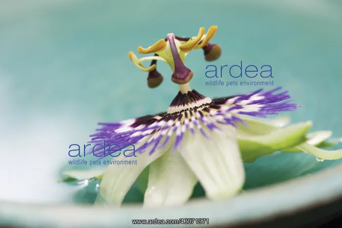 : Passion flower : Passion flower