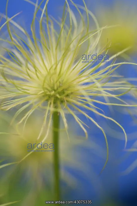 : Passion flower : Passion flower