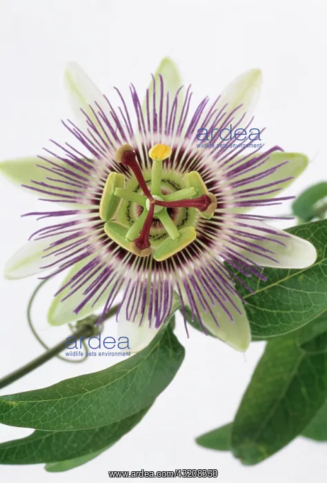 : Passion flower : Passion flower