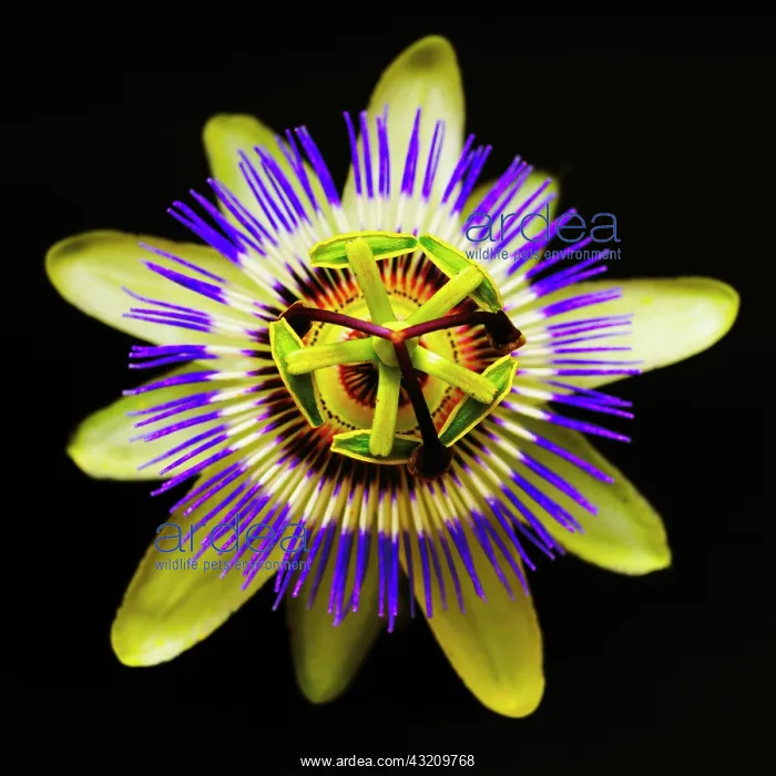 : Passion flower : Passion flower