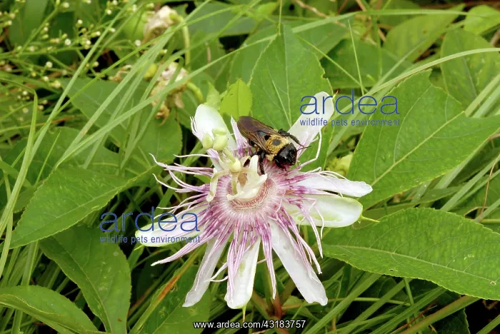 : Passion Flower Pollinator : Passion Flower Pollinator