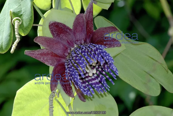 : Passion Flower / Trilobed Passion Flower / Twelve-petaled : Passion Flower / Trilobed Passion Flower / Twelve-petaled