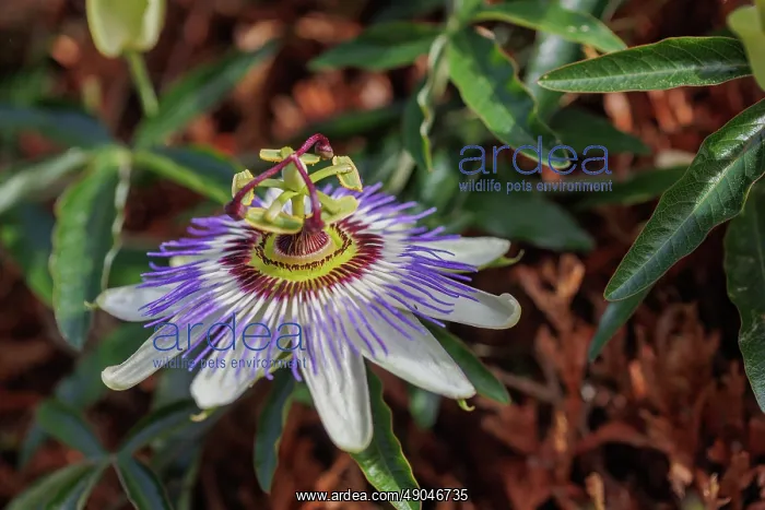 : passion flowers : passion flowers
