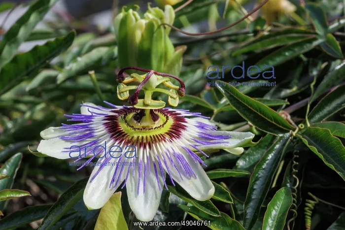 : passion flowers : passion flowers