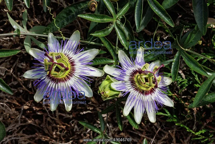 : passion flowers : passion flowers