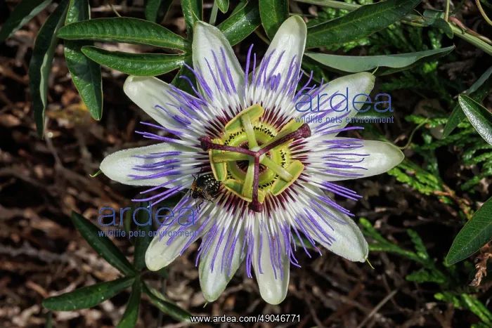 : passion flowers : passion flowers