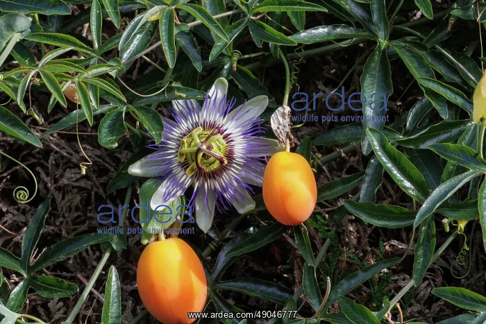 : passion flowers : passion flowers