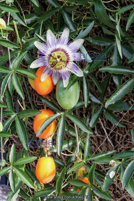 : passion flowers : passion flowers