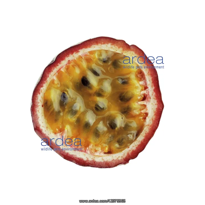 : Passion fruit : Passion fruit
