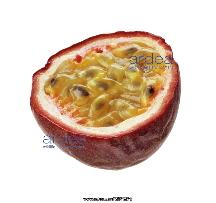 : Passion fruit : Passion fruit