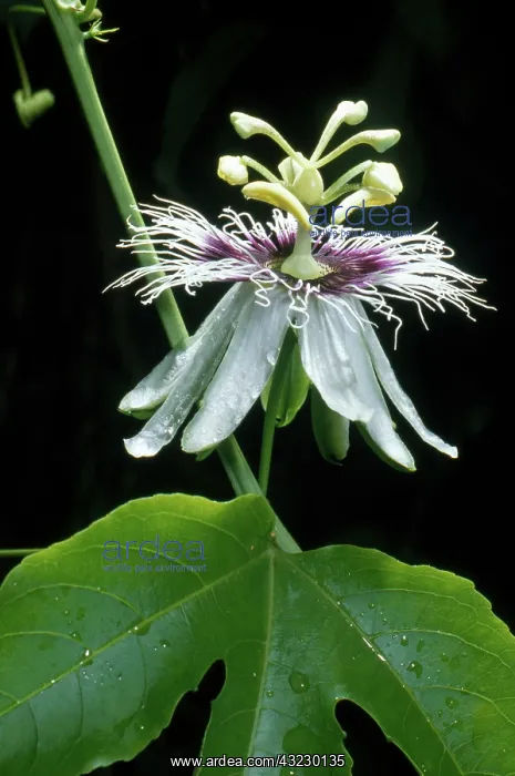 : Passionflower : Passionflower