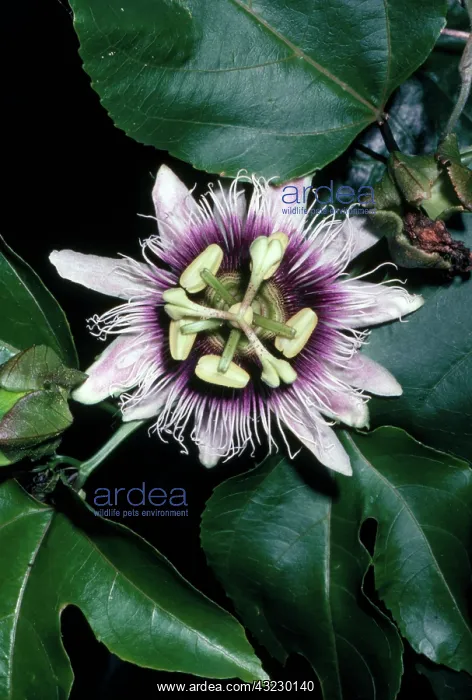 : Passionflower : Passionflower