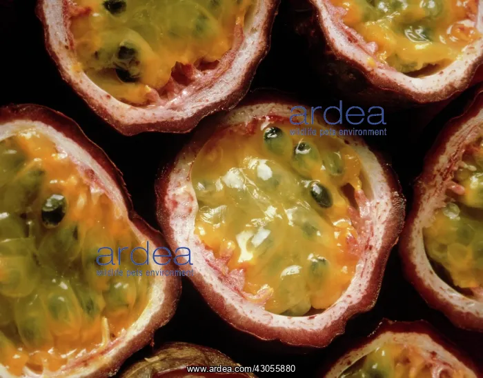 : Passionfruit : Passionfruit