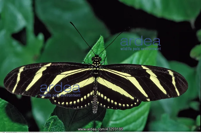: Passionsblumenfalter, giftiger Schmetterling, Heliconius : Passionsblumenfalter, giftiger Schmetterling, Heliconius