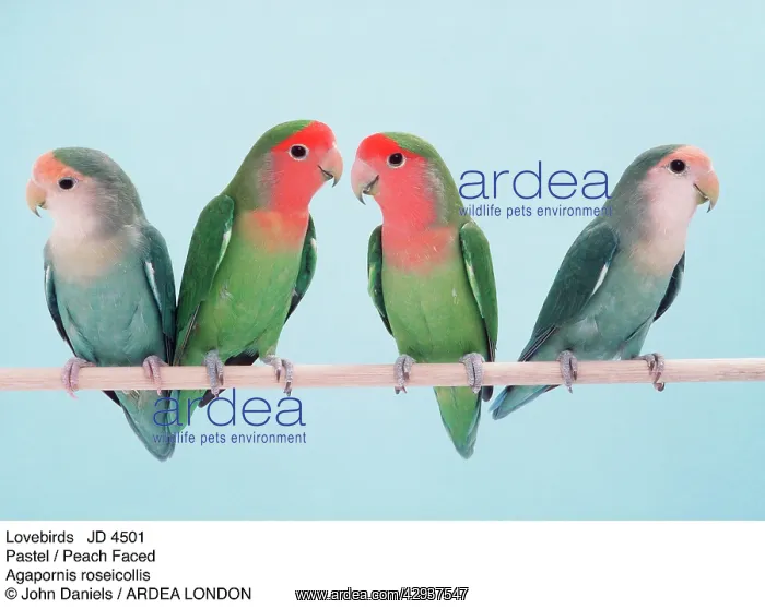 : Pastel / Peach-Faced / Rosy-faced Lovebirds - four on perch : Pastel / Peach-Faced / Rosy-faced Lovebirds - four on perch