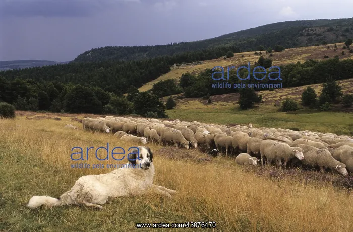 : Pastoral scene in Coucouron Ardeche France : Pastoral scene in Coucouron Ardeche France