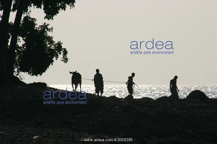 : Pastors on the Flores sea shore Indonesia : Pastors on the Flores sea shore Indonesia
