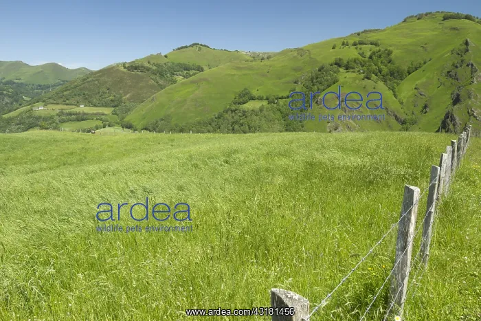  : Pasture and Fence, Larrau, La Soule, Pyr&, x9ba9;es-Atlantiqu