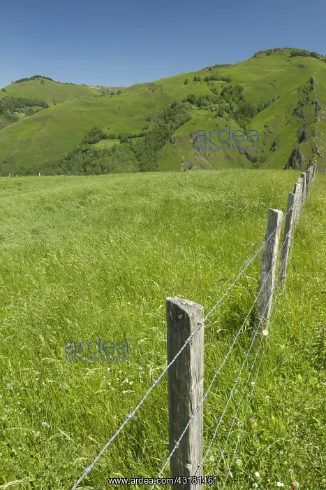 : Pasture and Fence, Larrau, La Soule, Pyr&, x9ba9;es-Atlantiqu : Pasture and Fence, Larrau, La Soule, Pyr&, x9ba9;es-Atlantiqu
