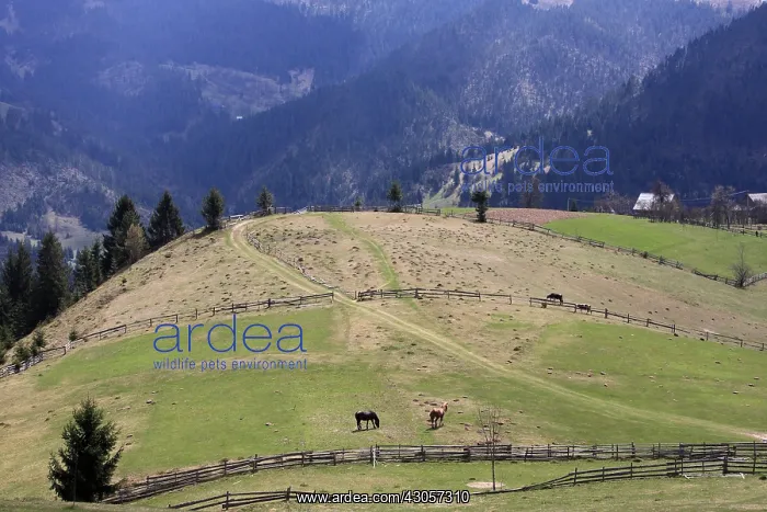 : Pasture and hay meadows Apuseni Mountains Romania : Pasture and hay meadows Apuseni Mountains Romania