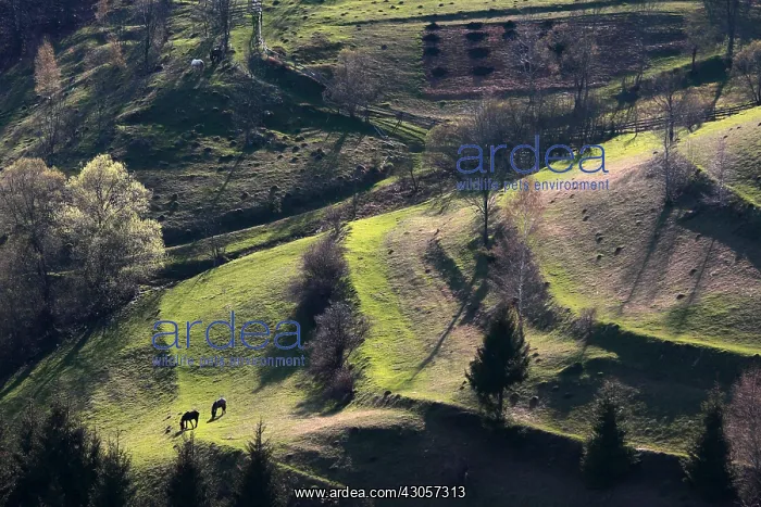 : Pasture and hay meadows Apuseni Mountains Romania : Pasture and hay meadows Apuseni Mountains Romania
