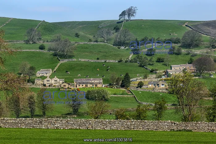 : Pastureland - typical landscape of the Dales with : Pastureland - typical landscape of the Dales with
