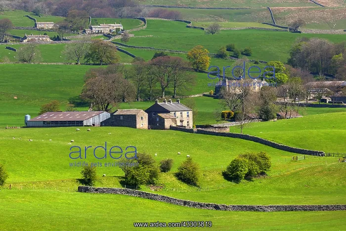 : Pastureland - typical landscape of the Dales with : Pastureland - typical landscape of the Dales with