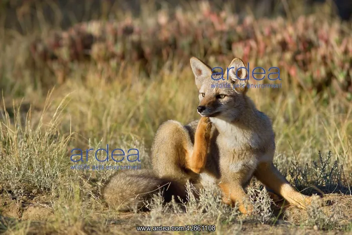 : Patagonia young fox lying in the pampa scratching : Patagonia young fox lying in the pampa scratching