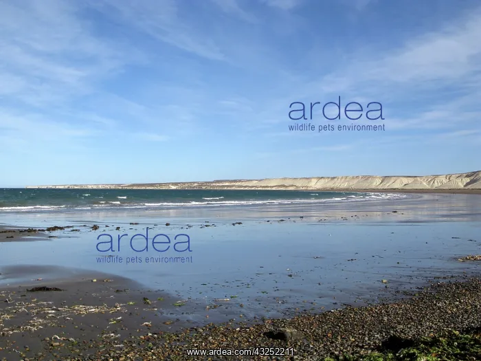 : Patagonian coast : Patagonian coast