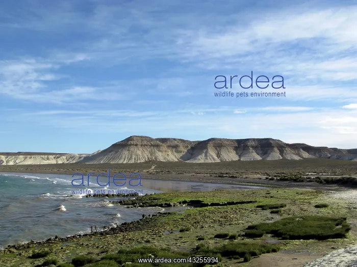 : Patagonian coast : Patagonian coast